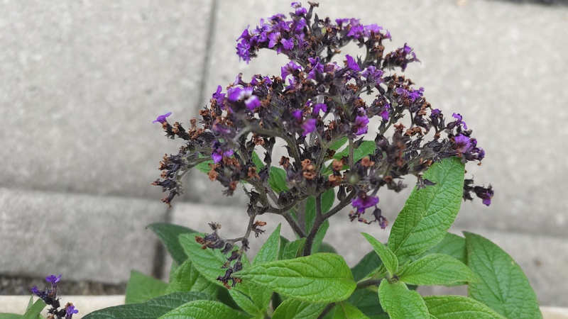 キダチルリソウの花 川崎市幸区創造のもり
