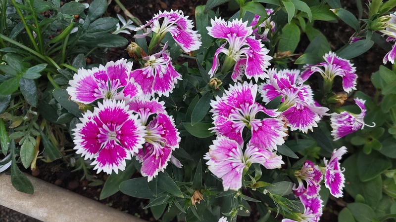 ナデシコの花 川崎市幸区創造のもり