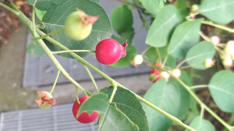 アメリカザイフリボクの果実 川崎市幸区創造のもり