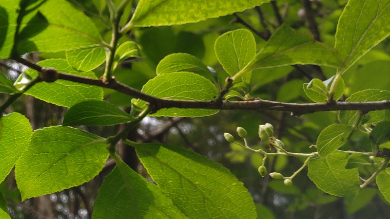 サワフタギの蕾 横浜市旭区帷子川親水緑道