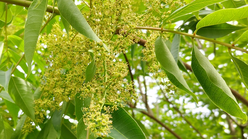 ハゼノキの雄花 横浜市旭区今宿南町
