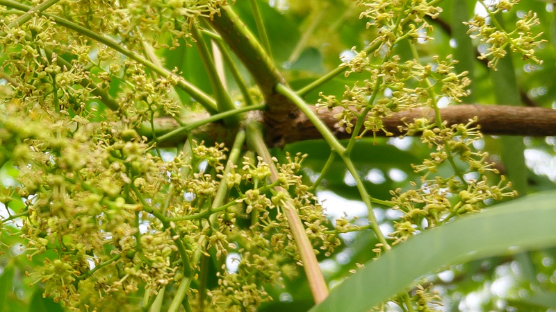 ハゼノキの雄花 横浜市旭区今宿南町