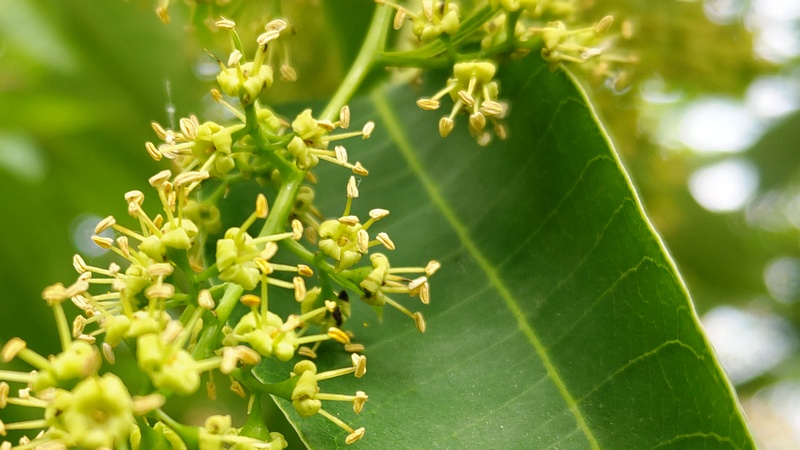 ハゼノキの雄花 横浜市旭区今宿南町