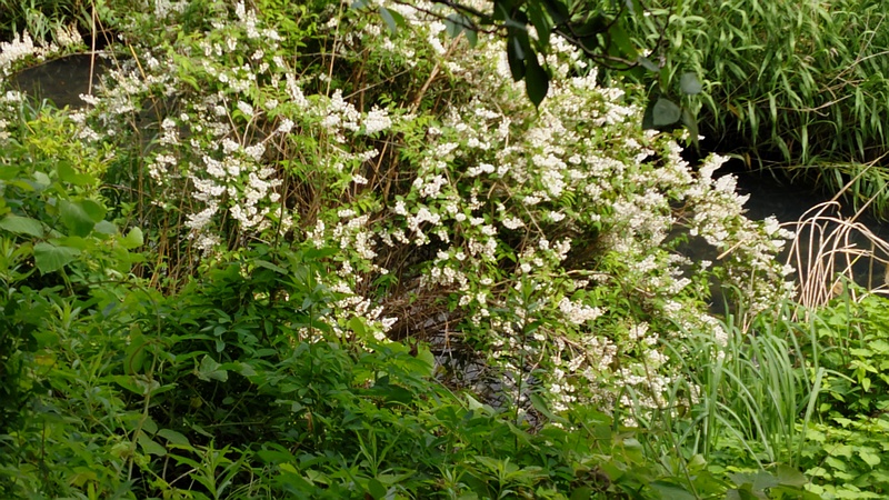 ウツギの花 横浜市旭区今宿南町