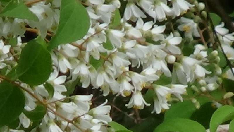 ウツギの花 横浜市旭区今宿南町