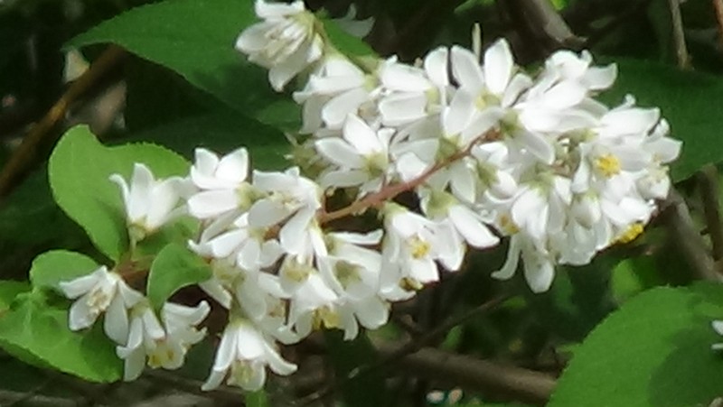 ウツギの花 横浜市旭区今宿南町