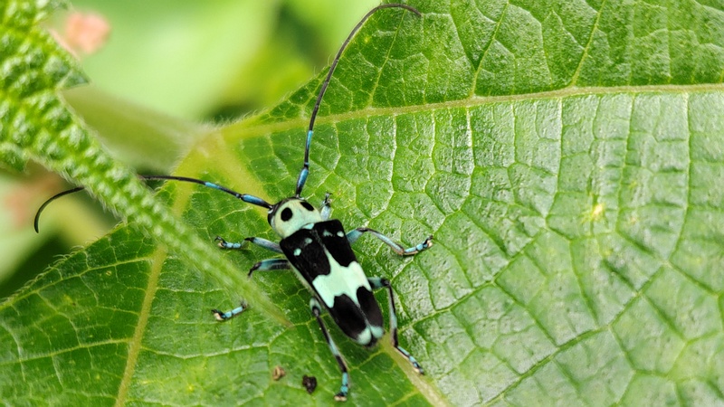 ラミーカミキリ♂ 横浜市旭区今宿南町
