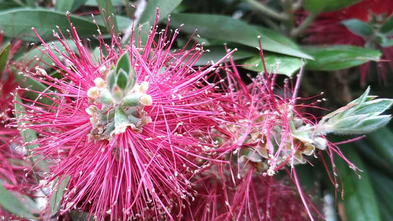 ブラシノキの花 横浜市旭区今宿南町