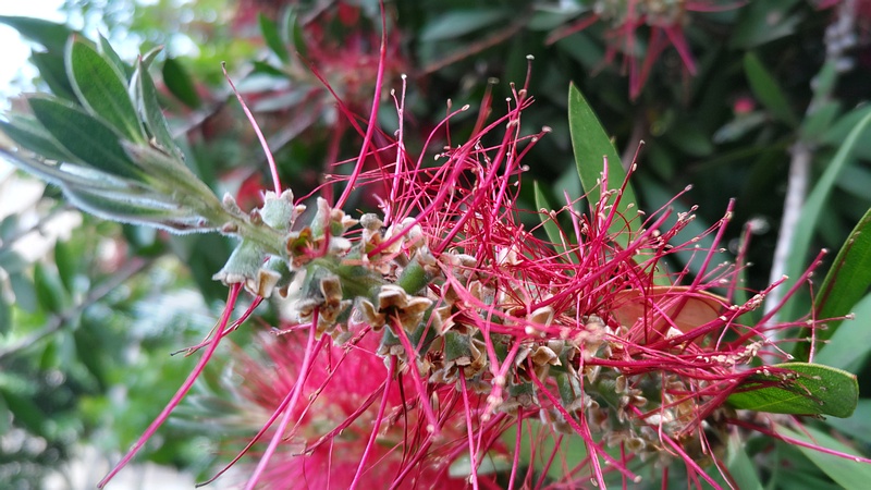 ブラシノキの花 横浜市旭区今宿南町