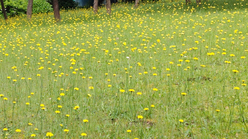 ブタナの花 横浜市旭区今宿南町