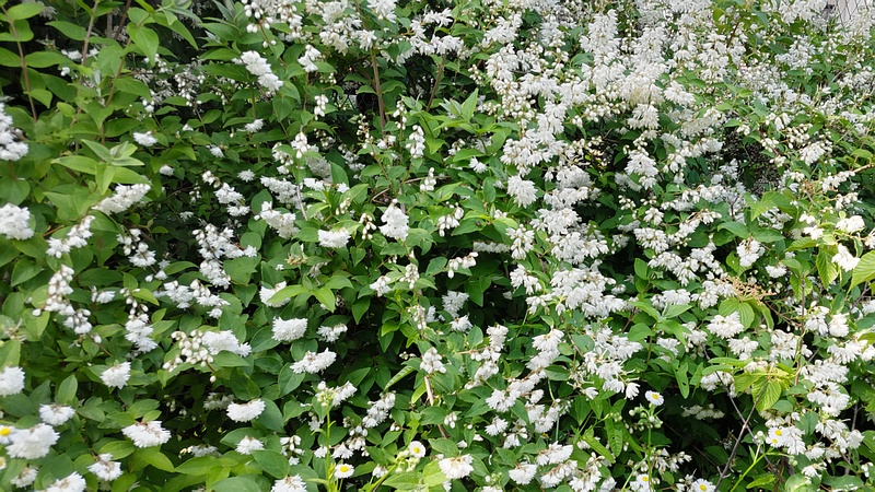 シロバナヤエウツギの花 横浜市旭区今宿南町帷子川緑道