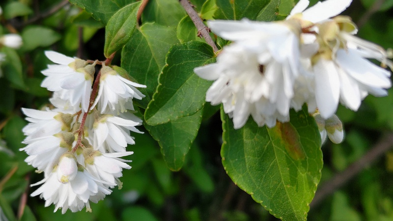シロバナヤエウツギの花 横浜市旭区今宿南町帷子川緑道