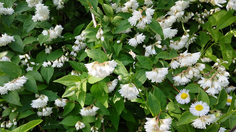 シロバナヤエウツギの花 横浜市旭区今宿南町帷子川緑道
