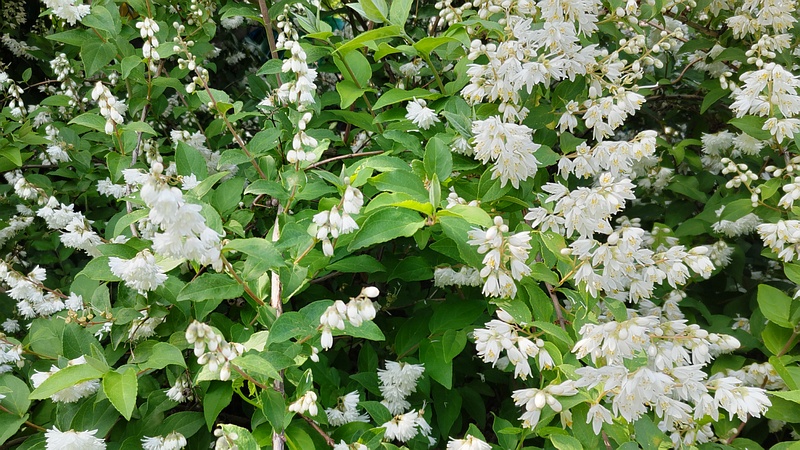 シロバナヤエウツギの花 横浜市旭区今宿南町帷子川緑道