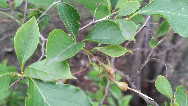 エゴノキの花後 川崎市幸区創造のもり