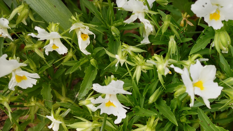 パンジーの花 川崎市幸区さいわいふるさと公園