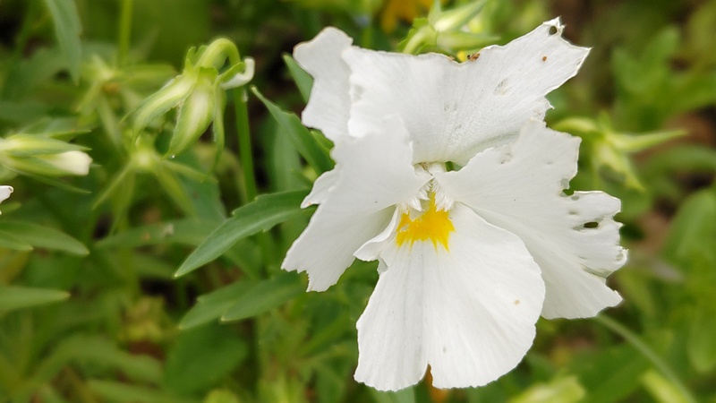 パンジーの花 川崎市幸区さいわいふるさと公園