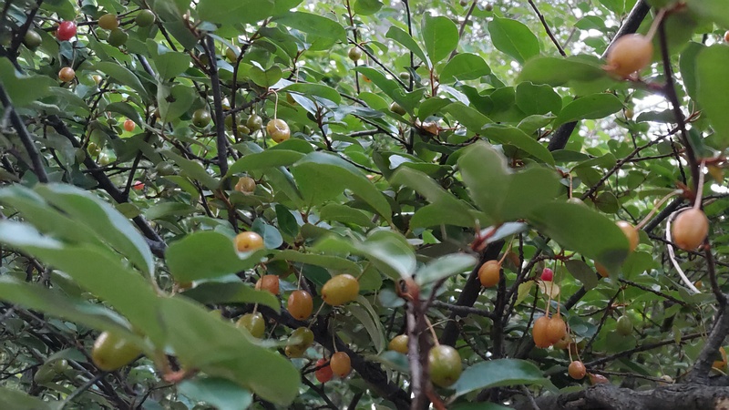 ナツグミの果実 川崎市幸区さいわいふるさと公園