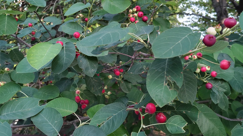アメリカザイフリボクの果実 川崎市幸区創造のもり