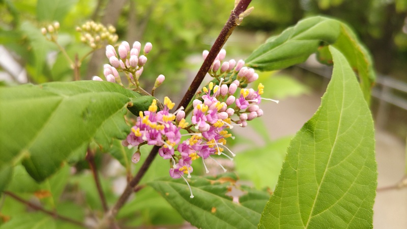 ムラサキシキブの花 川崎市幸区創造のもり