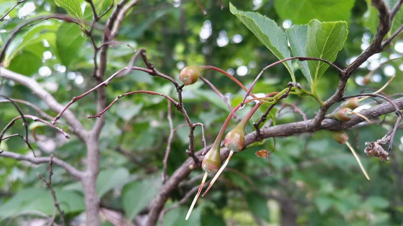エゴノキの花後 川崎市幸区創造のもり