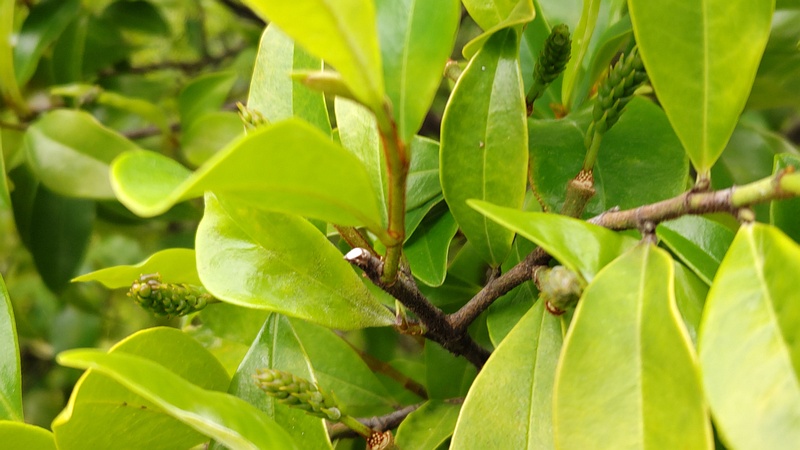 カラタネオガタマの花後 川崎市幸区創造のもり
