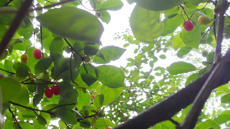 ナツグミの果実 川崎市幸区さいわいふるさと公園