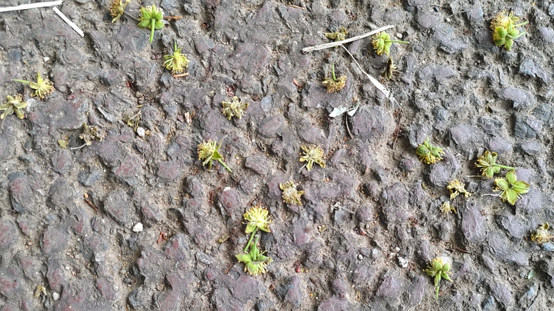 イイギリの花 川崎市幸区さいわいふるさと公園