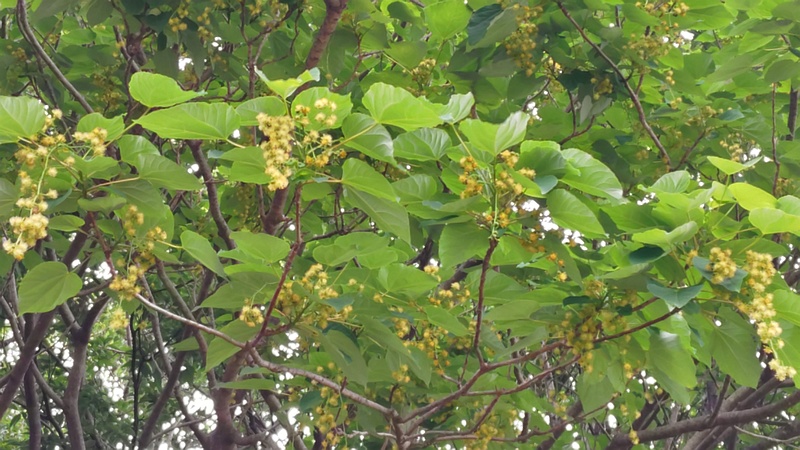 イイギリの花 川崎市幸区さいわいふるさと公園