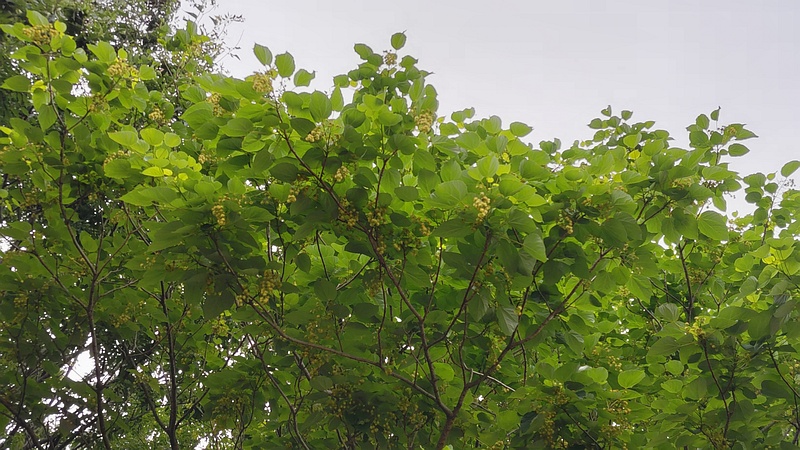イイギリの花 川崎市幸区さいわいふるさと公園