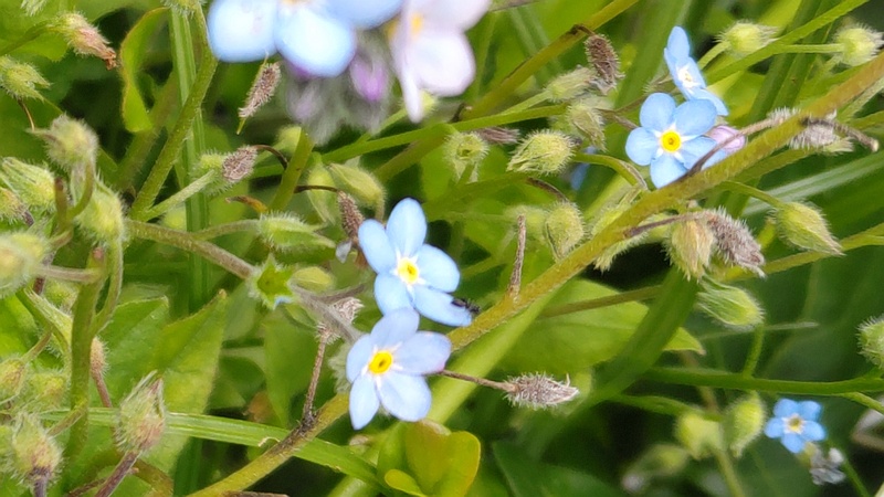 エゾムラサキの花と果実 川崎市幸区さいわいふるさと公園