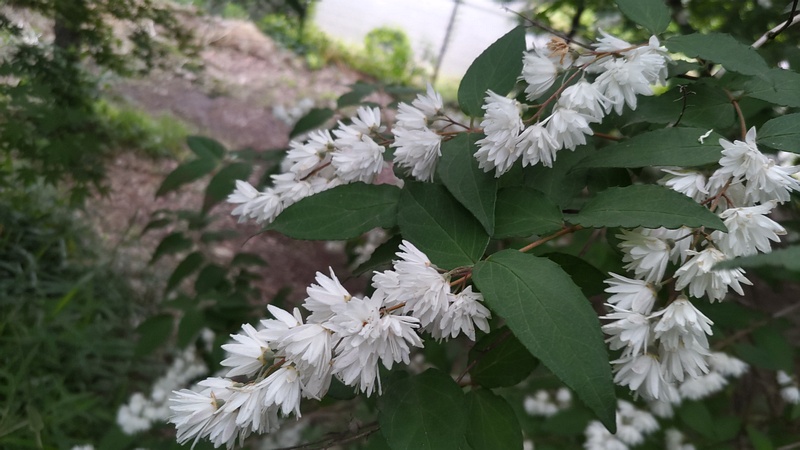 サラサウツギの花 川崎市幸区さいわいふるさと公園