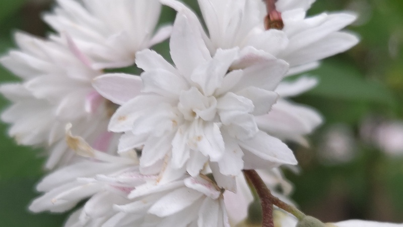 サラサウツギの花 川崎市幸区さいわいふるさと公園
