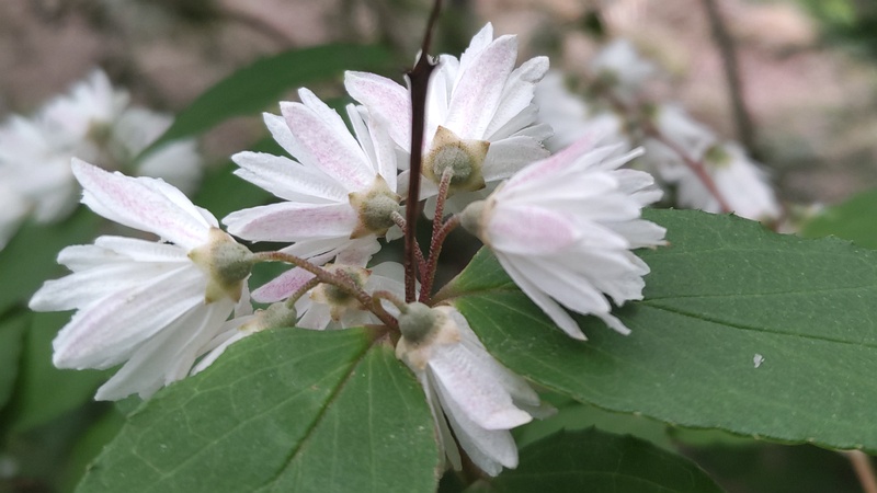サラサウツギの花 川崎市幸区さいわいふるさと公園