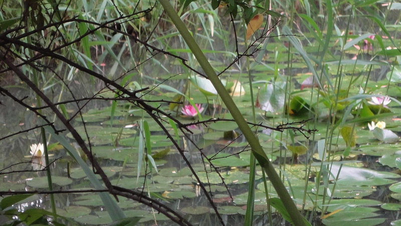 スイレンの花 川崎市幸区さいわいふるさと公園