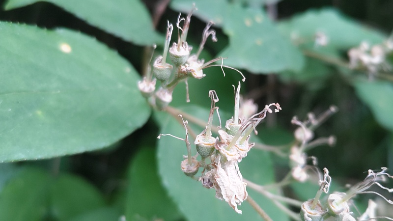 ヒメウツギの花後 横浜市旭区帷子川親水緑道