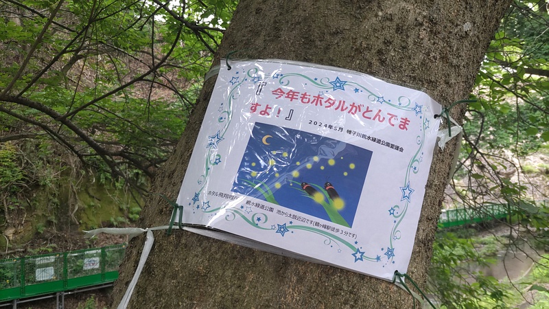 今年もホタルが飛んでいますよ！ 横浜市旭区帷子川親水緑道