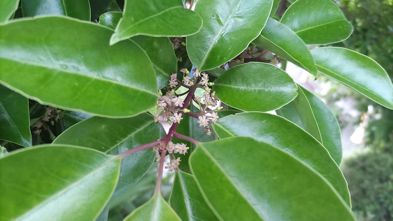 クロガネモチの花 横浜市旭区鶴ヶ峰鎧の渡し緑道