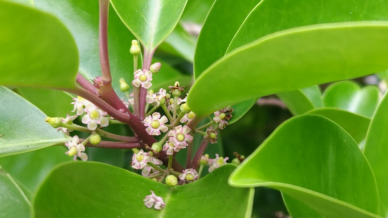 クロガネモチの花 横浜市旭区鶴ヶ峰鎧の渡し緑道