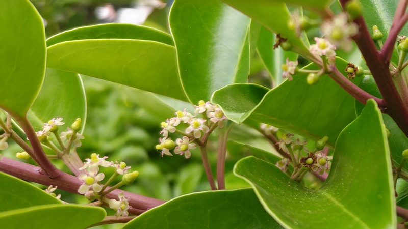 クロガネモチの花 横浜市旭区鶴ヶ峰鎧の渡し緑道