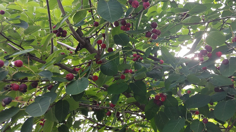 アメリカザイフリボクの果実 横浜市旭区鶴ヶ峰鎧の渡し緑道