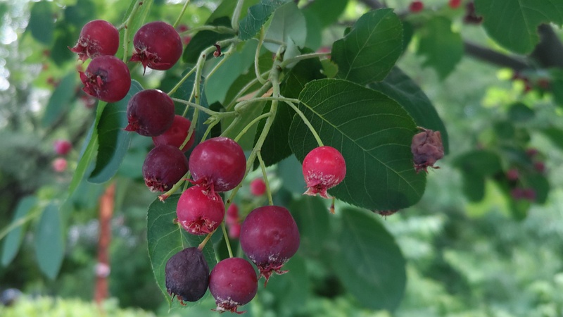 アメリカザイフリボクの果実 横浜市旭区鶴ヶ峰鎧の渡し緑道