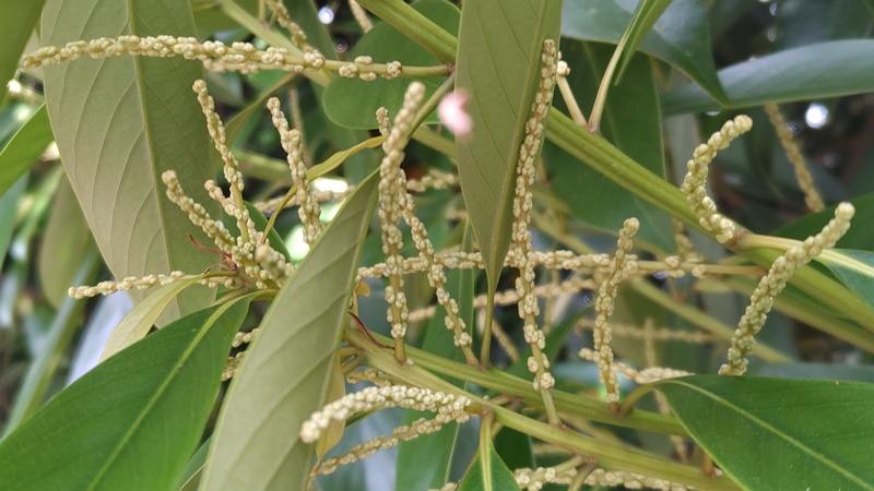 マテバシイの蕾 横浜市旭区今川町