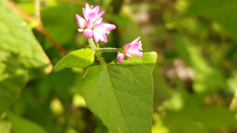 ママコノシリヌグイの花 横浜市旭区今宿東町