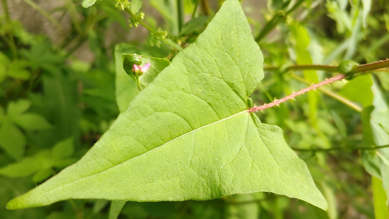 ママコノシリヌグイの花 横浜市旭区今宿東町