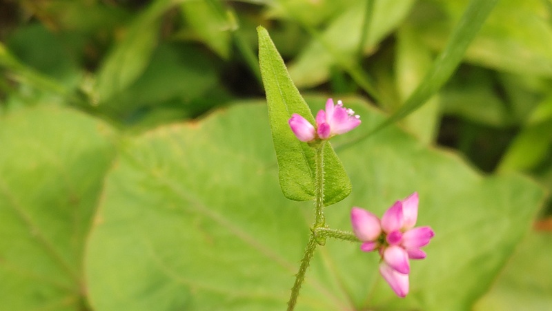 ママコノシリヌグイの花 横浜市旭区今宿東町