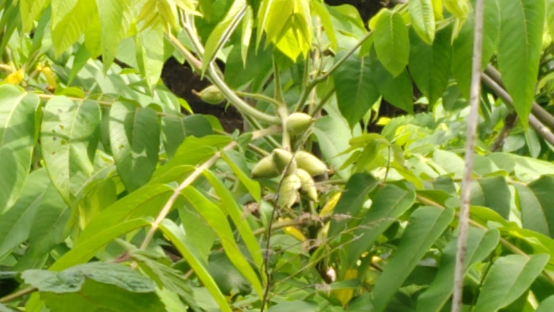 オニグルミの若い果実 横浜市旭区今宿南町