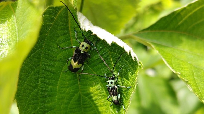 ラミーカミキリ♂♀ 横浜市旭区今宿南町