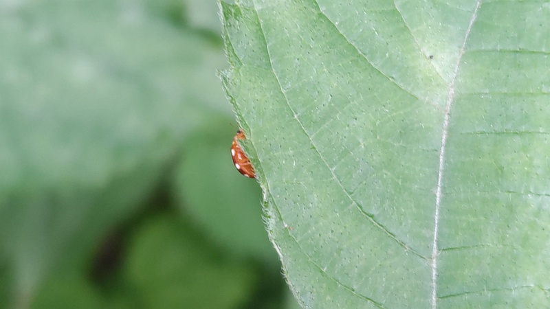 カラムシのシロホシテントウ 横浜市旭区今宿南町