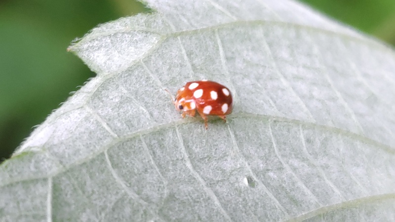 カラムシのシロホシテントウ 横浜市旭区今宿南町